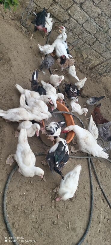 zumrud ordək: Məhsul: Muskovi (Hind) ördəkləri – müxtəlif rənglərdə sürü Təsvir: - — 18