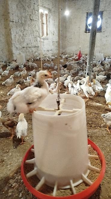 Toyuq cücələri, Ətlik