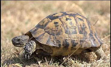 Tisbaga satilir 2 denedi iksi bir yerde 25 azn endirim olacag unvan
