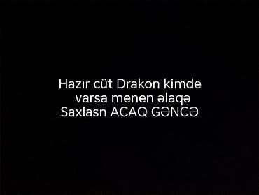 korella qus: Məhsul: Hazır cüt “Drakon” (ev quşu/heyvan növü kimi tanınan “Drakon” — 1