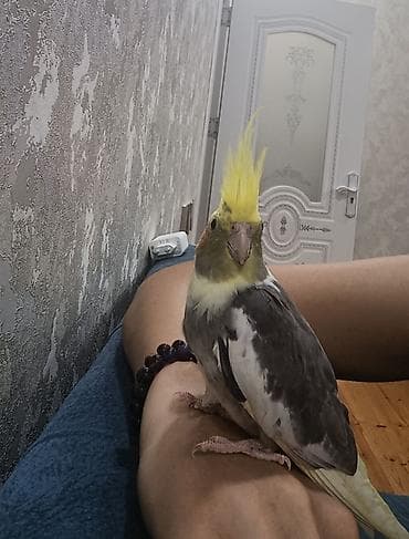 quş: Ələ öyrəşmiş tam sağlam,3 aylıq baladır — 4