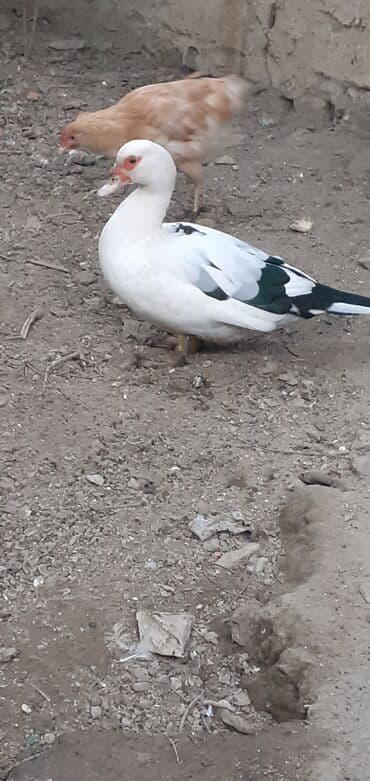 Salam erkey disi ordekler satilir saglam maldilar ehtiyac oldugunan