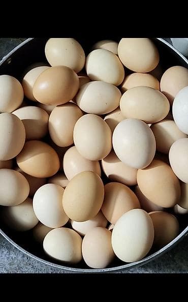 vinil divar kagizlari: Təbii toyuq yumurtası - Rəng: açıq kremdən bejə qədər müxtəlif — 1