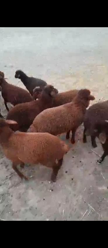 quş satılır: Damazlıq quzular satılır super qırmızı quzular sağlam heyvandı — 2