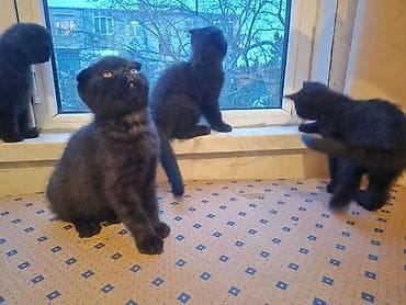 Akvariumlar: Şotland — 6