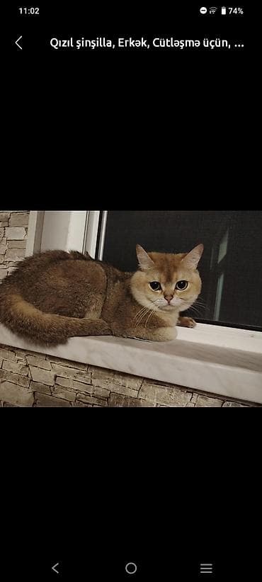 mayali yumurta satisi: Qızıl şinşilla, Erkək, Cütləşmə üçün — 3