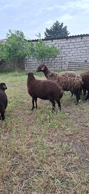 mal qara: Erkək, Qala, il: 3, Damazlıq — 7