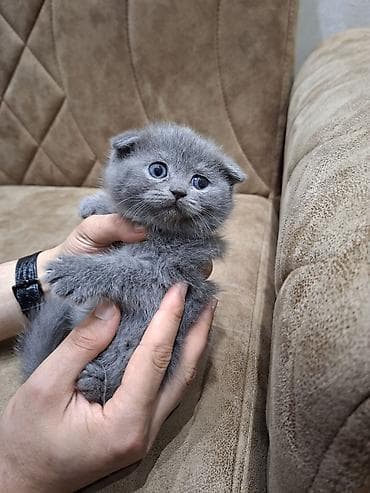 britanski pişik: Şotland yastı qulaq — 2