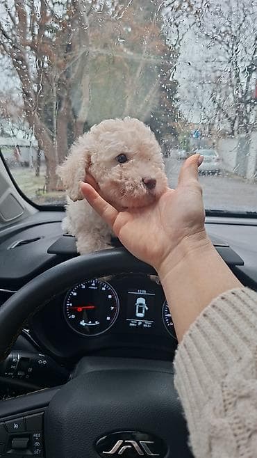 itlerin sekisi: Pudel, Dişi — 6