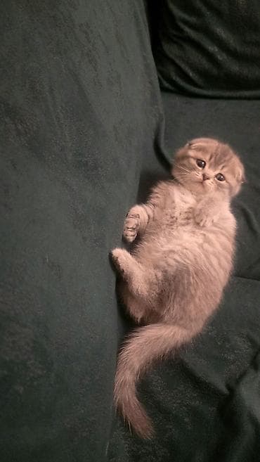 Quşlar: Şotland yastı qulaq — 2