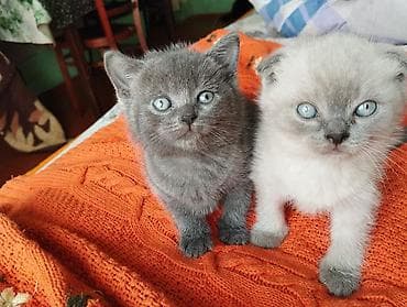 piwik sekilleri: Şotland — 6