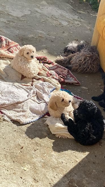 quba heyvanlar: Pudel, 1 ay, Erkek, Ünvandan götürmə, Ödənişli çatdırılma — 2