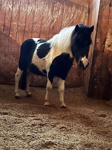 Satılır: Miniatür pony (skewbald rəng)Qarnında bala ilə satılır -