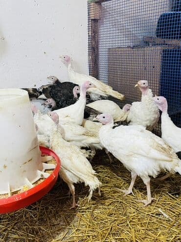 Inəklər, öküzlər: Salam hündüşkalar satılır 2aylıqıdlar1,5kq 2kq cəliləri var həm — 7