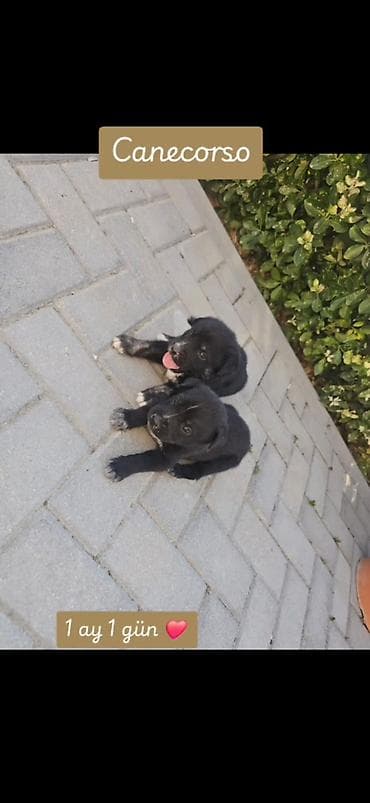 cani corso: Kane-Korso, 1 ay — 2