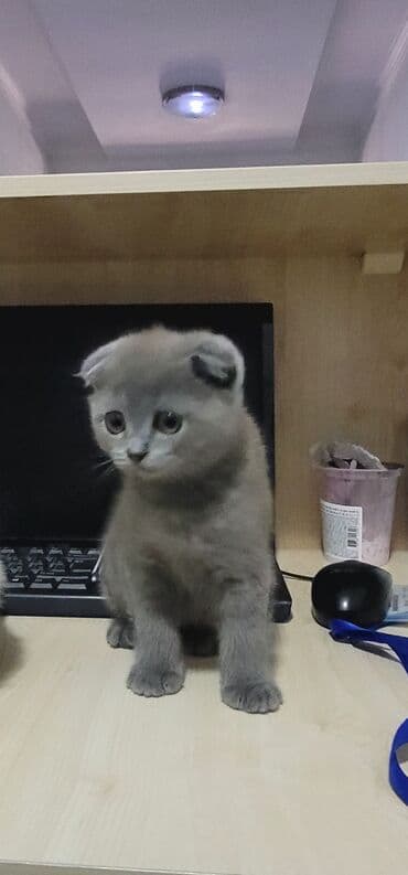 ağ pişiy: Şotland yastı qulaq, Dişi — 3