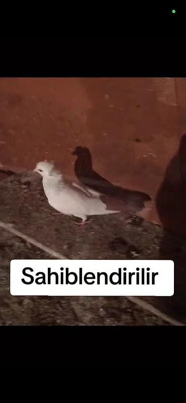 Sahibləndirilir – Bərdədə yerləşir cütdüler Ağ kekkili qirmizi quyruq