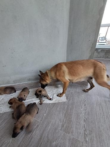 erkey danalar: Belçika çoban iti, 1 ay, Erkek, Peyvəndli, Ünvandan götürmə, Pulsuz çatdırılma — 5