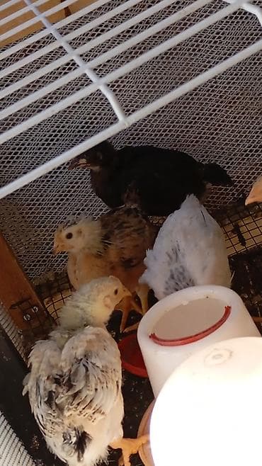 cuce: Toyuq cücələri, Ətlik — 2