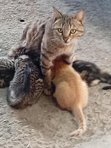 Tabbi, Yaxşı əllərə