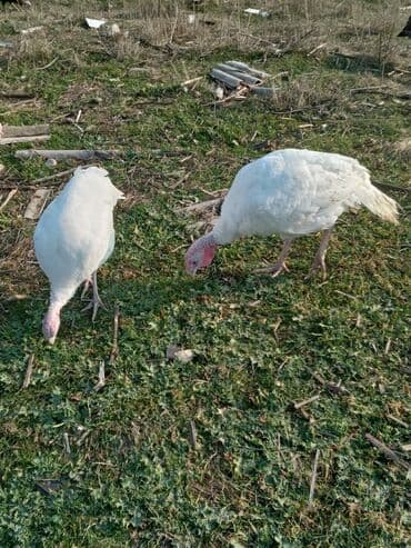 Məhsul: Hinduşka sürüsü Təsvir: - Şəkillərdə müxtəlif rənglərdə