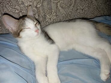 cins pişik: Yaxşı əllərə — 1