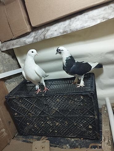 lelek: Evdə saxlanılan müxtəlif rəngli göyərçinlər - Növlər: uçan yerli — 5