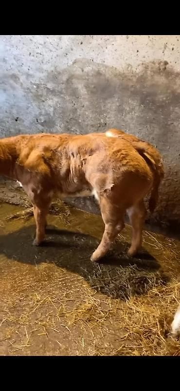 ucuz keci: Cins buzov – ətlik istiqamət - Rəng: açıq qəhvəyi, alnında ağ ləkə - — 3