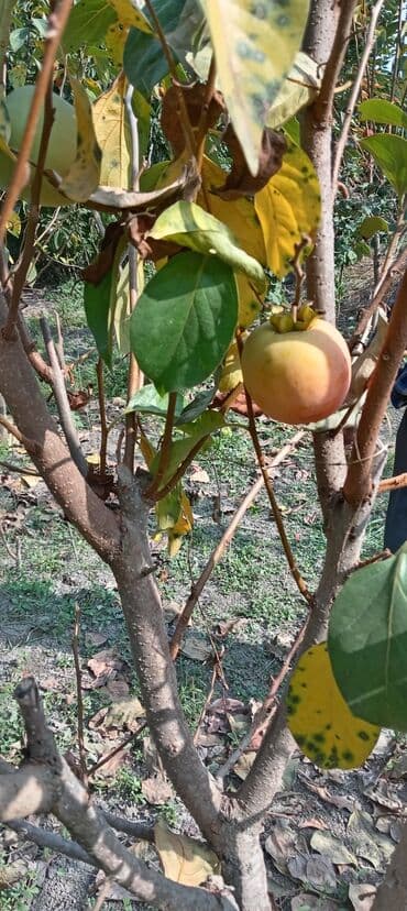 devedabani bitkisi: Hər növ meyvə aqcların satşı hər bir sort var çadrlma pulsuzdur meyvə — 3