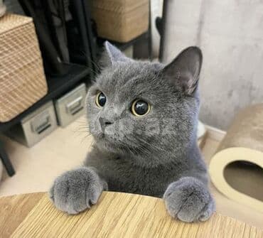 Pişiklər: Şotland, Erkək, Yaxşı əllərə, Ünvandan götürmə, Pulsuz çatdırılma — 2