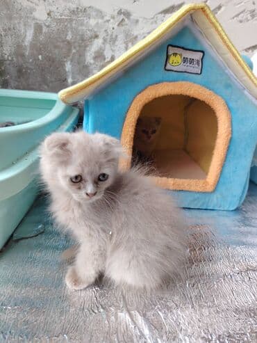 şotland pişik: Şotland — 3