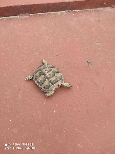 sumqayit qəfəs: Kiçik quru tısbağa - Növ: Quru tısbağa (evdə saxlanıla bilən, sakit — 1