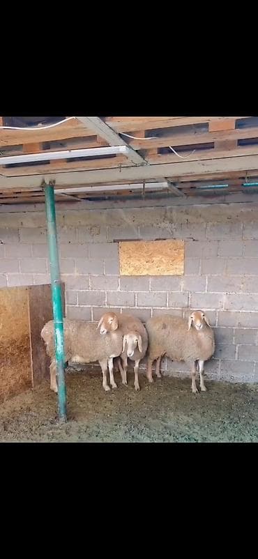Satılır: 3 baş qoyun - Cins: ehtimalən ətlik/südlük yerli qarabaş tip