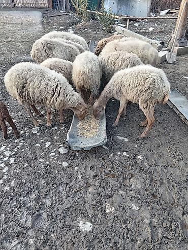 simmental inək cinsi: Salam qoyunlar 2 balalidir teze qalanı bogazdir — 4