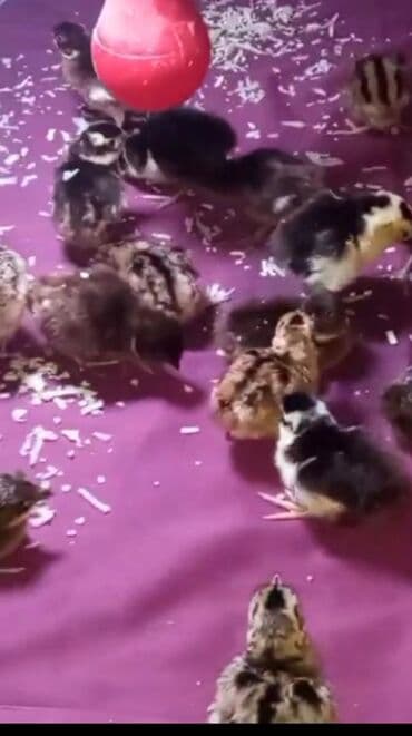 çoban iti satisi: Çeşitli rənglərdə və naxışlarda olan balaca cücələr satılır. Bu — 1