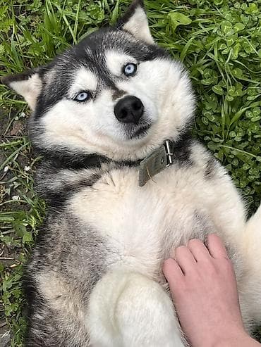 Xaski, 3 il, Dişi lalafo.az -da Xaski, 3 il, Dişi