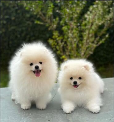 itlərin qiyməti: Şpitz, Peyvəndli, Ünvandan götürmə — 1