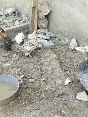 доска объявлений птицы: Bir cut yaponka ovuc boyda unvan ramani — 4