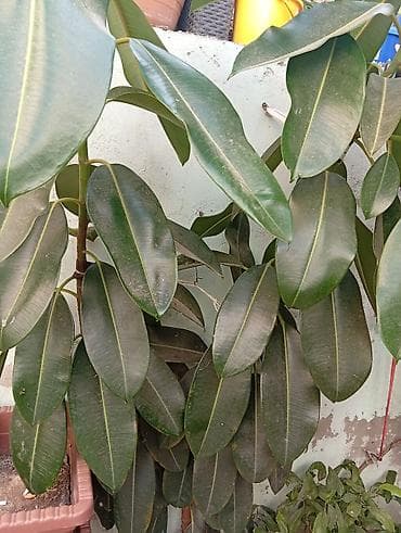 col bitkiləri: Bitki: Ficus elastica (Kauçuk ağacı) Hündürlüyü 2m-dən çoxdur. - — 1