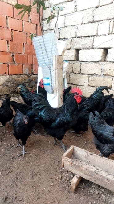 хаски цена в баку: Курица, Australop, Для разведения, Самовывоз — 5