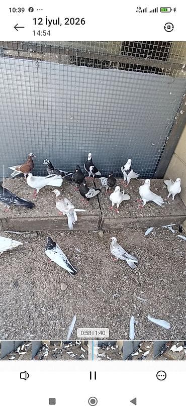 ağ baliq: Biri 10-50₼ arası satılır. Kürdə razılaşmaq olar. Ev göyərçinləri — 5