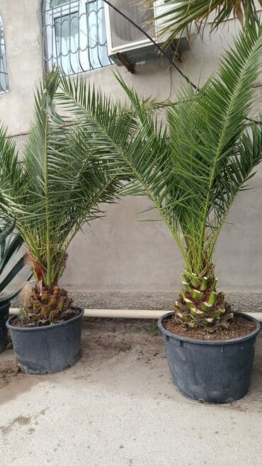 sekas palma: Böyük qablarda xurma (xurmapalması) bitkiləri - Növ: Dekorativ xurma — 2