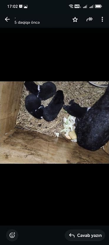 Unvan Sulutəpə Qiymət 5azn16eded bala dovşan 4ededde 2aylıq dovşan lalafo.az -da Unvan Sulutəpə Qiymət 5azn16eded bala dovşan 4ededde 2aylıq dovşan