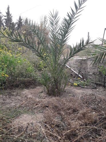 pip ağacı meyvesi: Iran xurma ağacı — 2