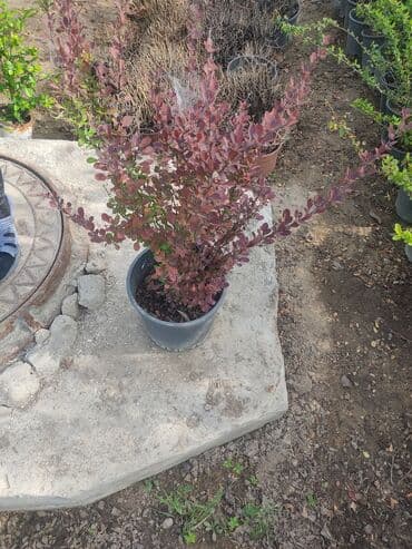 üzüm ağacı: Dekorativ ağaclar gül çiçək qazon torf torpaq ağdaşlar satşi ağacların — 9