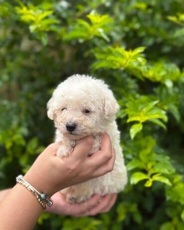 it bala: Pudel — 5