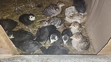 quşlar: 25 günlük balalardı tam sağlam sağlamlıqlarına cavabdehəm 13 denedi — 3