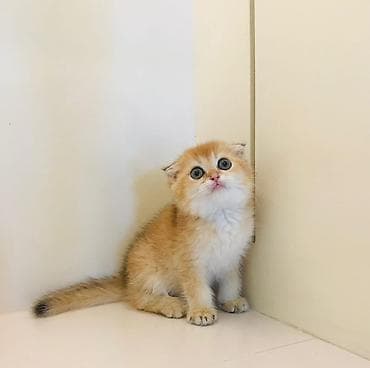 afcarka balası: Şotland yastı qulaq — 3