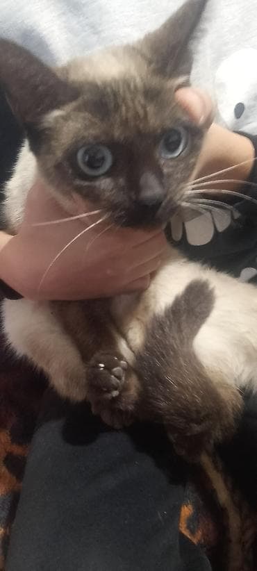 Akvariumlar: Siam — 3