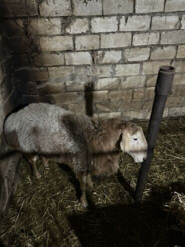 Qazlar: Erkək, il: 2, 150 kq, Damazlıq, Ünvandan götürmə — 1